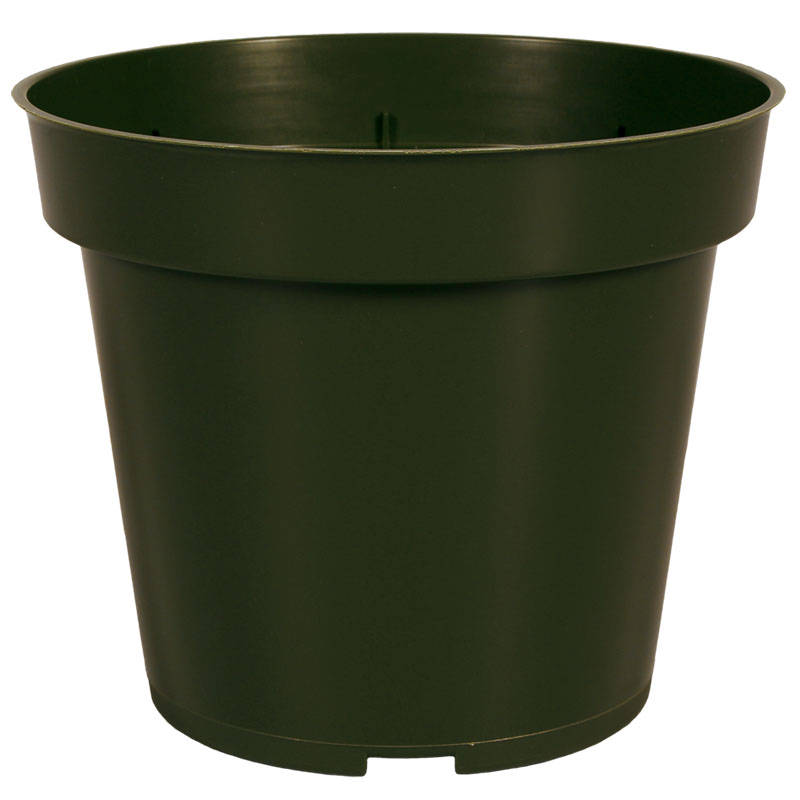 4.5 Geranium TW Green HC - 34,410 per pallet - Grower